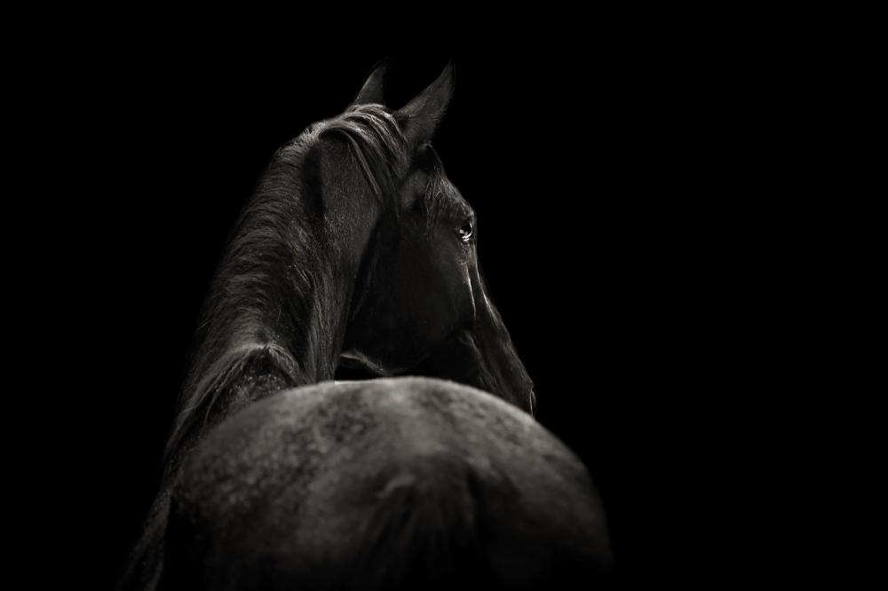 cheval noir