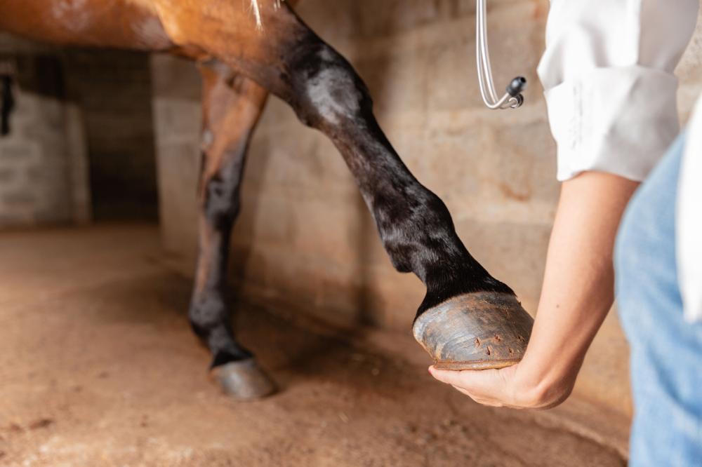 contrôle orthopédique