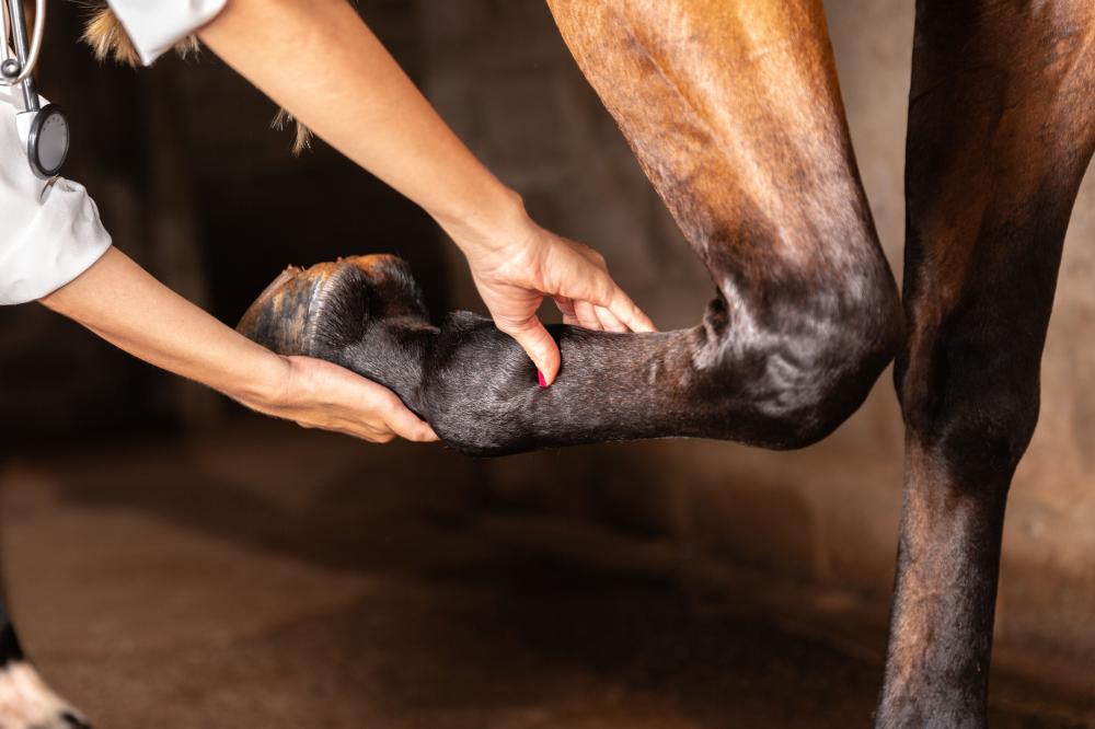 soin orthopédique cheval