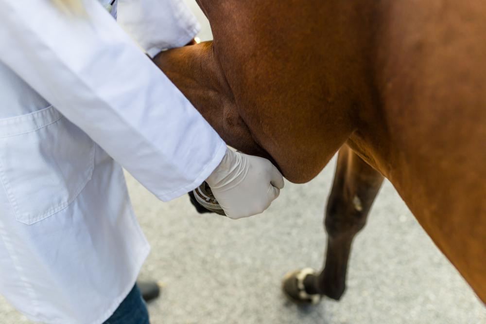 soin orthopédique des chevaux