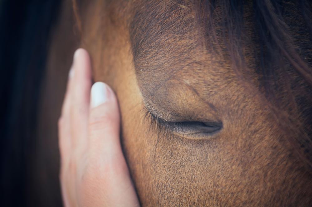 Entretien chevaux à Le Breuil