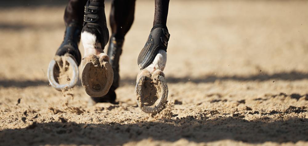 Parage physiologique chevaux à Le Breuil
